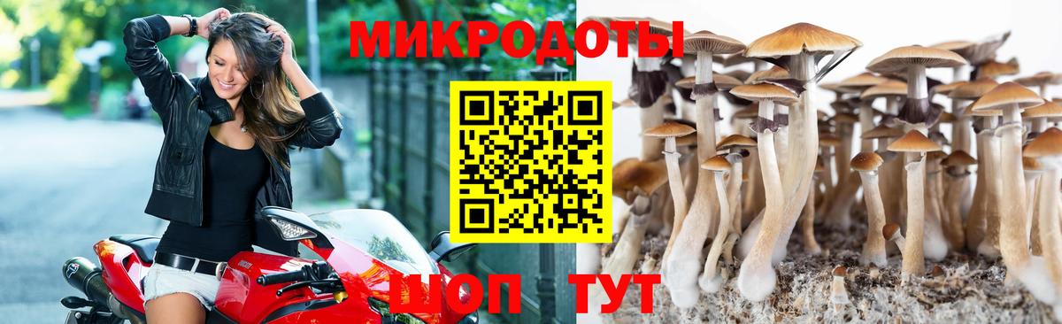 Галлюциногенные грибы прущие грибы  Тулун  Псилоцибиновые грибы Psilocybine cubensis 